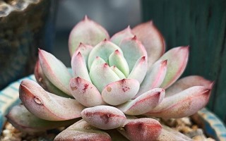 揭秘虹之玉锦叶的养殖技巧（一颗叶子，千种美丽——打造家中绿意盎然的秘籍）