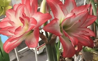 秋季园林植物养护指南——如何选择适合秋季养的花草植物？
