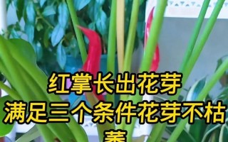 红掌花为何会变黑（原因分析与解决方法）