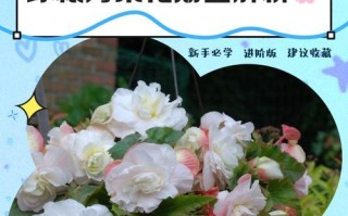 秋海棠烂根的抢救措施（让秋海棠重新盛放的有效方法）