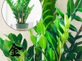如何正确修剪盆景金钱树（掌握关键技巧，让你的盆景金钱树更美丽茂盛）