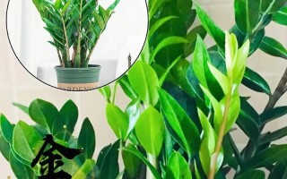 如何正确修剪盆景金钱树（掌握关键技巧，让你的盆景金钱树更美丽茂盛）