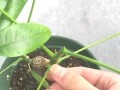 幸福树的扦插技巧