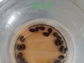 碗莲水培发根不长的原因及解决方法（水培碗莲发根困扰解析，不再愁碗莲根不长）