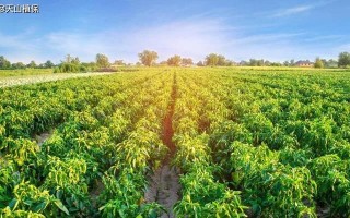 辣椒种植的生长环境与气候要求（营养土壤、适宜温度、充足阳光）