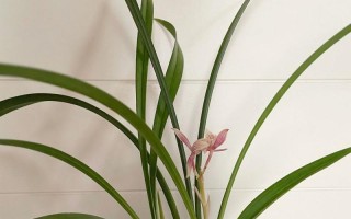 以水培兰花的养殖技巧（掌握兰花水培的窍门，让你轻松打造美丽花园）