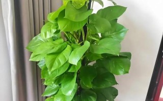 绿萝叶柄发黄，如何剪枝养护（绿萝叶柄发黄怎么办？教你正确剪枝，让绿萝重现生机）