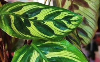 以圆叶竹芋的繁殖技巧（从根茎分割到叶片扦插，轻松掌握关键步骤）