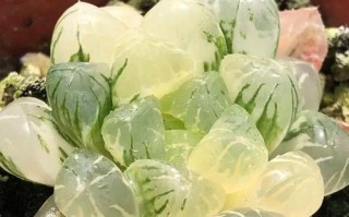 垂吊多肉植物的养护与管理（掌握垂吊多肉的特点，打造绿色空间）