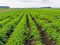 红萝卜的最佳种植时间（选择适宜的时间种植，让红萝卜生长更加健康）