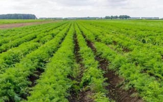红萝卜的最佳种植时间（选择适宜的时间种植，让红萝卜生长更加健康）