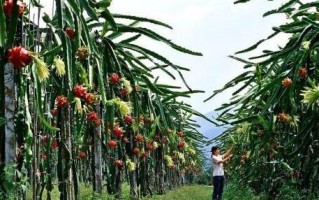 果树浇水的正确方法（科学浇水，提高果树产量和品质）