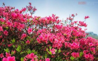 野生杜鹃——珍贵的保护植物（探秘野生杜鹃的生态环境及保护措施）