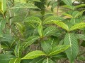 柳树，你真的是一棵草吗？（探究柳树的植物学分类与生长习性）