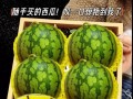 西瓜产地大揭秘（原产地不是中国？寻找全球最佳种植地）