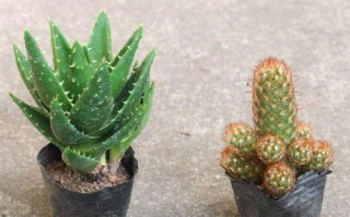 以金手指怎么养护，让你的植物健康茁壮（掌握养护技巧，打造绿意盎然的家居园林）