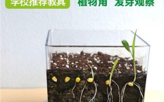 大葱的根系特点剖析（了解大葱根系特点，优化种植管理）