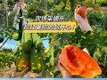山芋的生长与采摘时间分布（探究山芋的生长规律与最佳采摘时间）