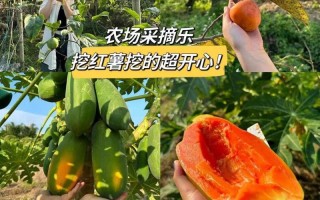 山芋的生长与采摘时间分布（探究山芋的生长规律与最佳采摘时间）