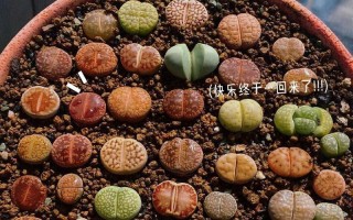 探秘生石花的生长环境及特点（掌握生石花的适应性与繁殖方法）
