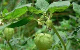 揭秘姑娘果的性质（热凉性分析及食用建议）