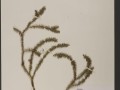 石松到底是不是裸子植物？（探究石松的分类学地位与特征）
