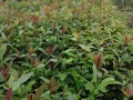 老鹰茶的生长环境适合长在什么地方？