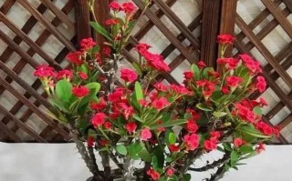 秋季如何养护虎刺梅（打造绚丽秋日花园，）