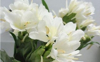 水养姜花的完美指南（用水栽种让你的姜花健康茂盛）