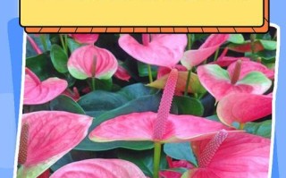 红掌花之红色的褪去（揭秘红掌花为何不再红艳如初）