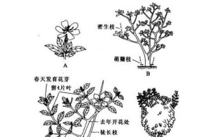 如何正确修剪栀子花——花后修剪的技巧与方法（让你的栀子花焕发更美的花期）