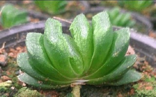 如何正确配制万象玉扇种植土壤（万象玉扇种植之道/土壤配方大揭秘）