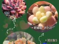 多肉植物的肥大方法与技巧（打造丰满多肉，让它们健康茁壮）