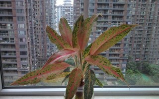 水培助草的培育技巧与方法（以水培粗助草为例，轻松打造室内绿色空间）