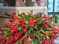 客厅花卉风水大全（打造温馨的客厅，从这些花卉开始）