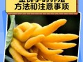 冬天如何养殖千佛手？