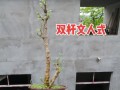 养殖多肉植物六月雪的技巧与注意事项（打造多肉花园，六月雪引领时尚养植趋势）