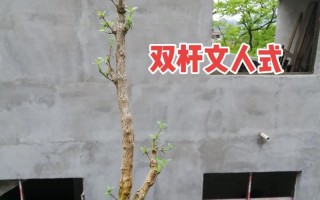 养殖多肉植物六月雪的技巧与注意事项（打造多肉花园，六月雪引领时尚养植趋势）