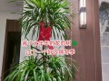 活龙血树的养殖技巧（打造绿意盎然的居家花园）