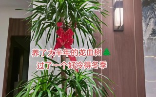 活龙血树的养殖技巧（打造绿意盎然的居家花园）