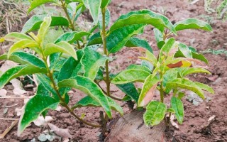 开心果盆栽的养殖技巧（打造美丽园林，自己动手种植开心果树）