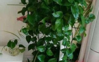 绿萝生长的奥秘（掌握关键技巧，让绿萝茂盛生长）