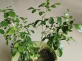 探索九里香花朵长不大的原因与解决方法（解密九里香花朵生长的秘密，让它绽放美丽）