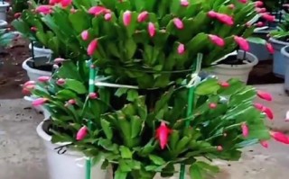 蟹爪兰养护指南（轻松掌握蟹爪兰的养殖技巧）
