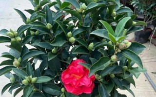 茶花是否适合浇硫酸亚铁？（探究茶花对硫酸亚铁的耐受性及应用方法）