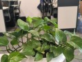 水培蔬菜的养气根技巧（掌握养气根技巧，打造健康水培蔬菜）