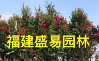 探秘紫微怎样养护（了解紫微怎样养护，打造繁花似锦的庭园）