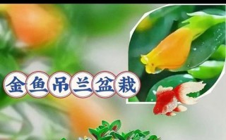 打造宜人生活环境——金鱼吊兰的摆放技巧（打造宜人生活环境——金鱼吊兰的摆放技巧）