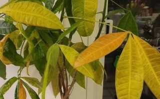 发财树顶部干枯怎么办？教你恢复绿意的秘诀！