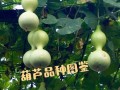 水葫芦，一种水生植物（特点、生长环境、药用价值等）
